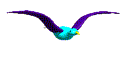 Gull 1
